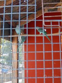 Parrocchetti dal collare