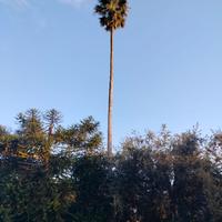 Pianta di palma Californiana ( Washingtonia)