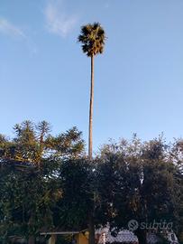Pianta di palma Californiana ( Washingtonia)