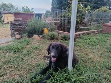 Cucciola 4 mesi Lagorai / segugio maremmano