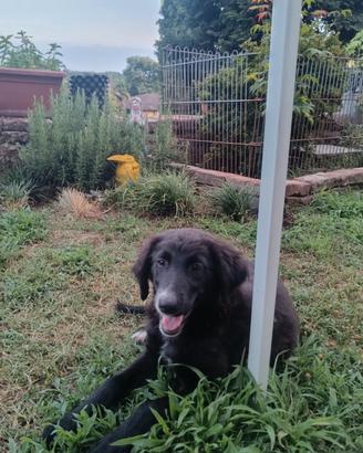 Cucciola 4 mesi Lagorai / segugio maremmano