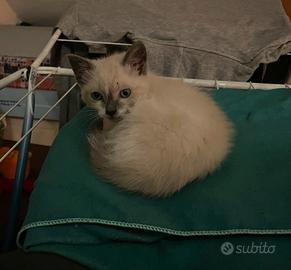 Cuccioli di gatto