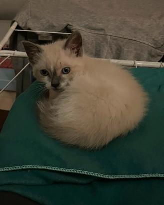 Cuccioli di gatto