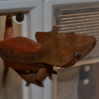 Geco ciliatus