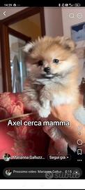 Spitz maschio