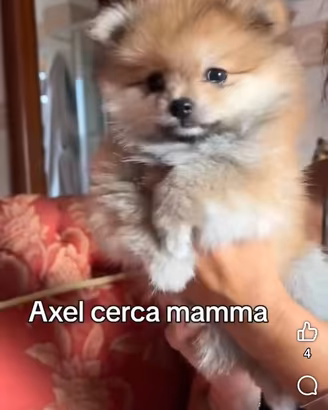 Spitz maschio