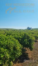 Agrumeto Adulto da stirpare