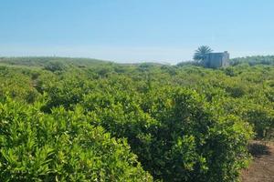 Agrumeto Adulto da stirpare