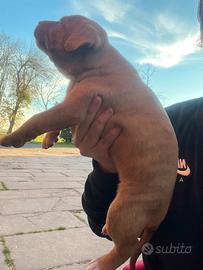 Cuccioli pitbull x bulldog