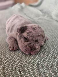 Bulldog Francesi Exotic Alta genealogia