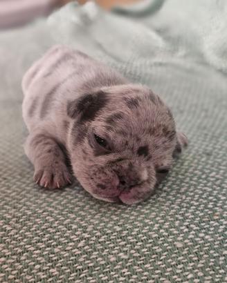 Bulldog Francesi Exotic Alta genealogia