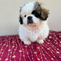 Cucciolo pechinese maschio