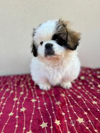 Cucciolo pechinese maschio