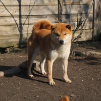 Shiba inu cuccioli con pedigree