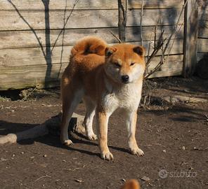 Shiba inu cuccioli con pedigree