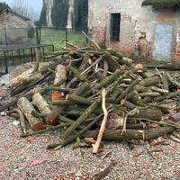 Legna da ardere in tronchi
