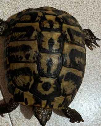 Tartaruga