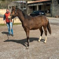 Cavallo