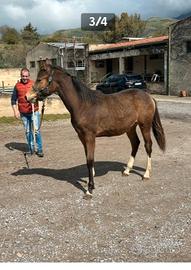 Cavallo