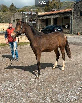 Cavallo
