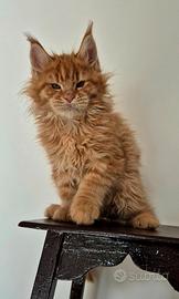 Cuccioli di maine coon