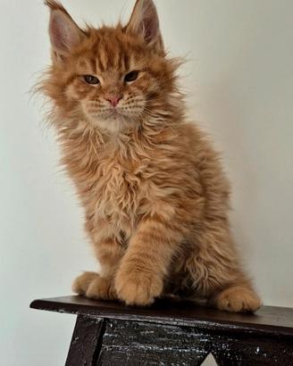 Cuccioli di maine coon