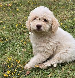 Cucciola di Lagotto Romagnolo Avviato Leggere