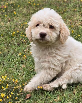 Cucciola di Lagotto Romagnolo Avviato Leggere