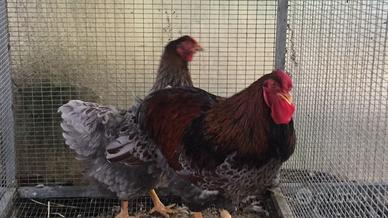 Wyandotte grande oro orlo blu