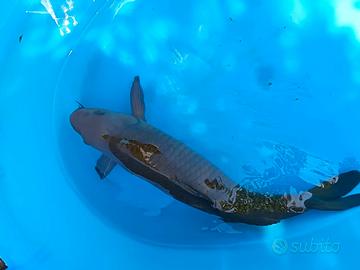 Carpa koi