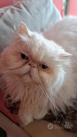 Gatto persiano