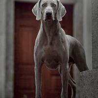 Weimaraner adulto x monte con pedigree ENCI
