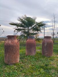 Bidoni del latte anni 60