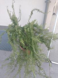 piante di rosmarino 
