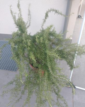piante di rosmarino 