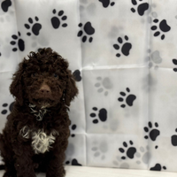 Lagotto romagnolo