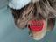 Immagine 6