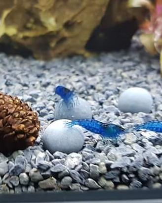 Caridine davidi blue dream