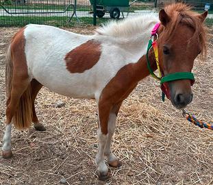 Pony pezzati