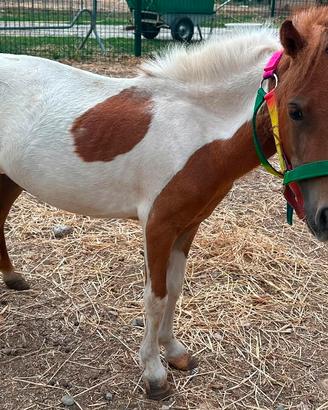 Pony pezzati
