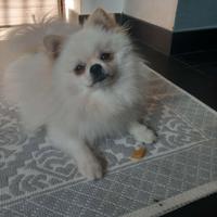 Disponibile Monta pomerania con pedigree(Ag)