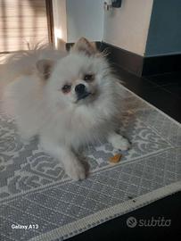 Disponibile Monta pomerania con pedigree(Ag)