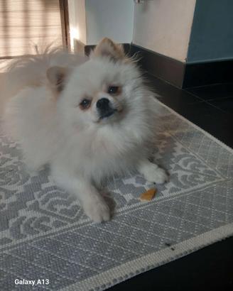 Disponibile Monta pomerania con pedigree(Ag)
