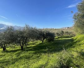 Terreno Agricolo Santi Cosma e Damiano [V314VCG]