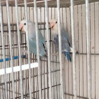 Inseparabili blu e pezzati