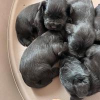 Cucciolo schnauzer nano nero