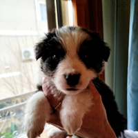 Cuccioli pastore australiano (australian shepherd)