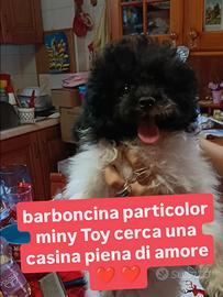 Barboncina miny Toy