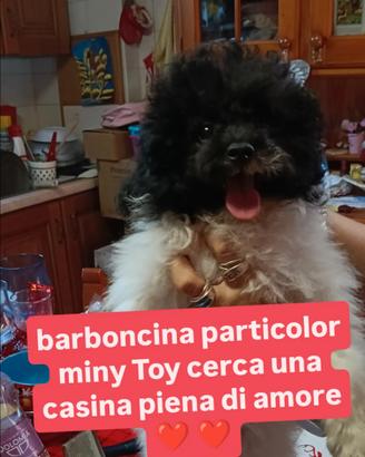 Barboncina miny Toy