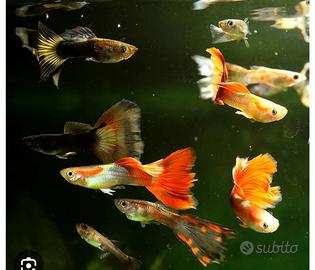 Guppy adulti